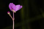 Eastern purple bladderwort